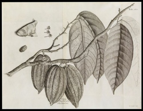 Cacao plant